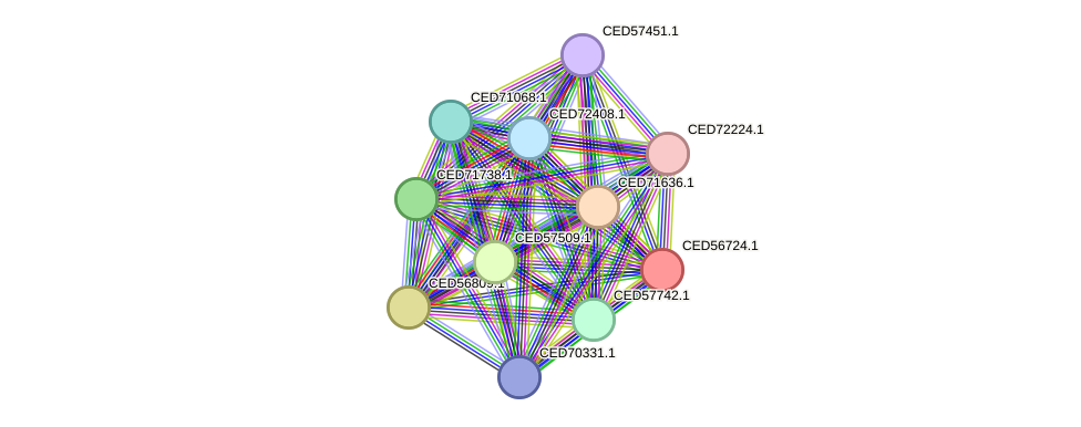 STRING protein interaction network