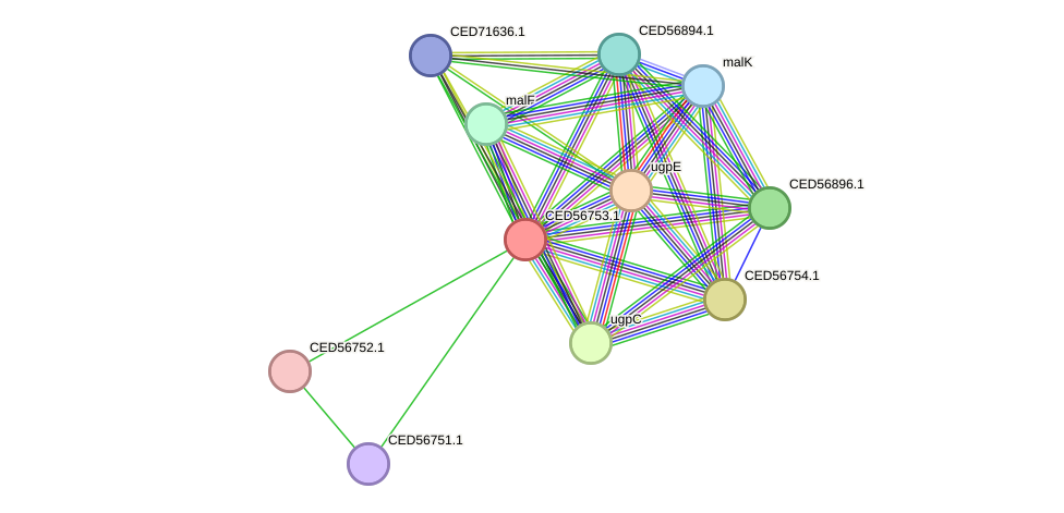 STRING protein interaction network