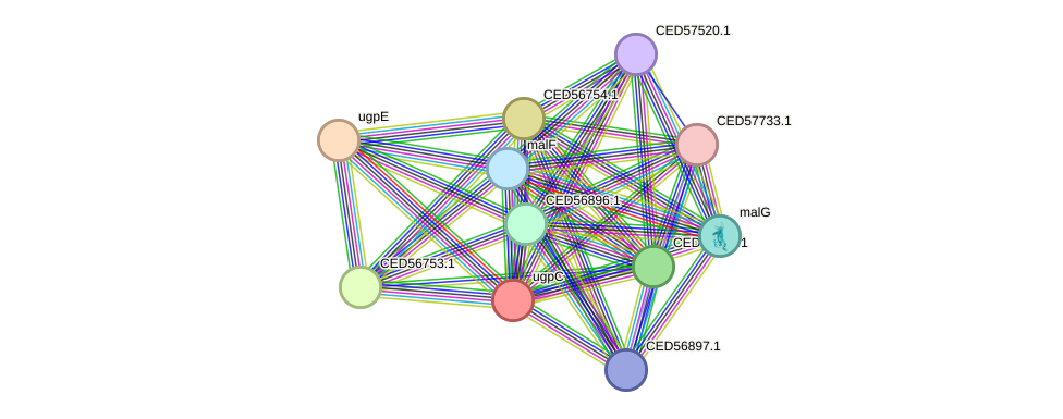 STRING protein interaction network