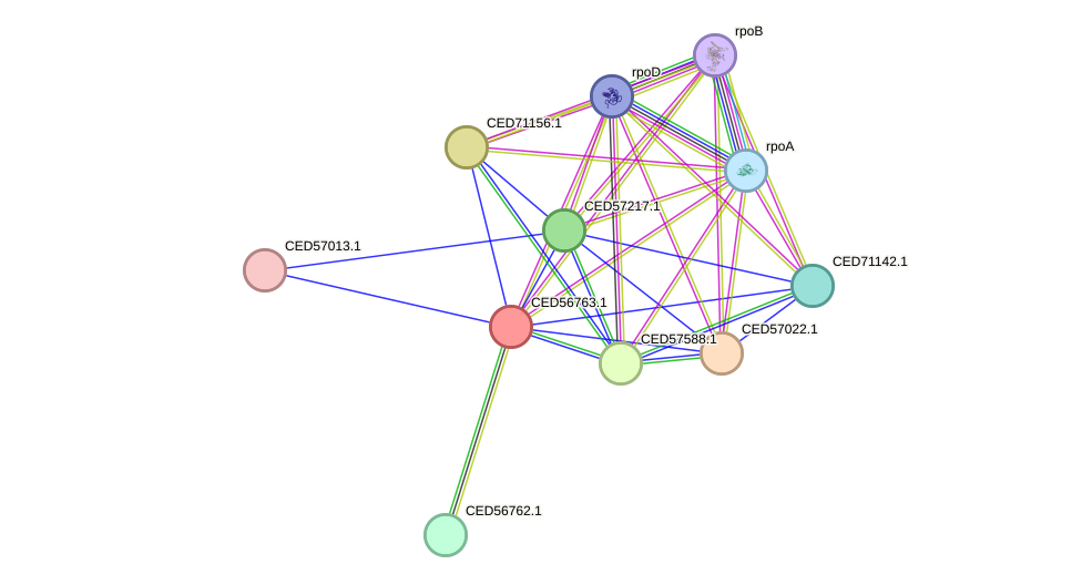 STRING protein interaction network