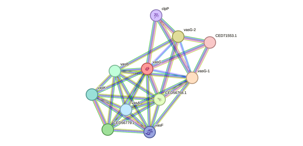STRING protein interaction network