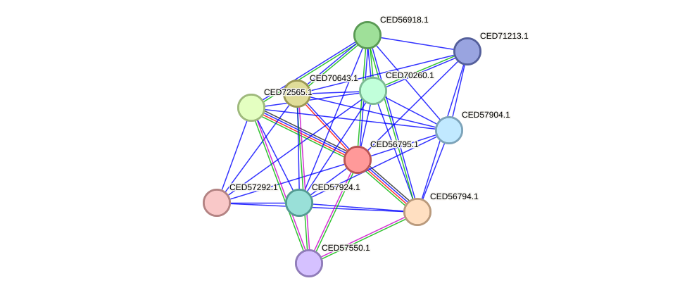 STRING protein interaction network
