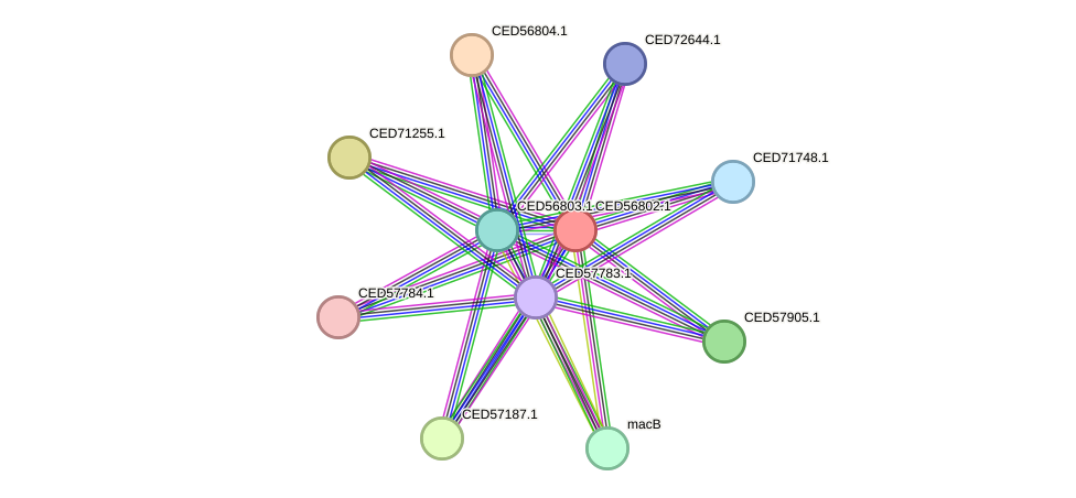 STRING protein interaction network