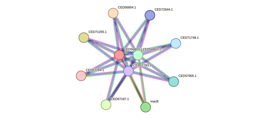 STRING protein interaction network