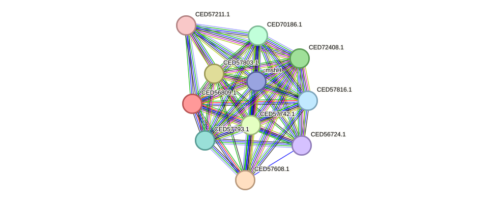 STRING protein interaction network