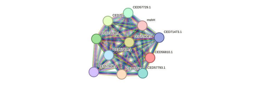 STRING protein interaction network