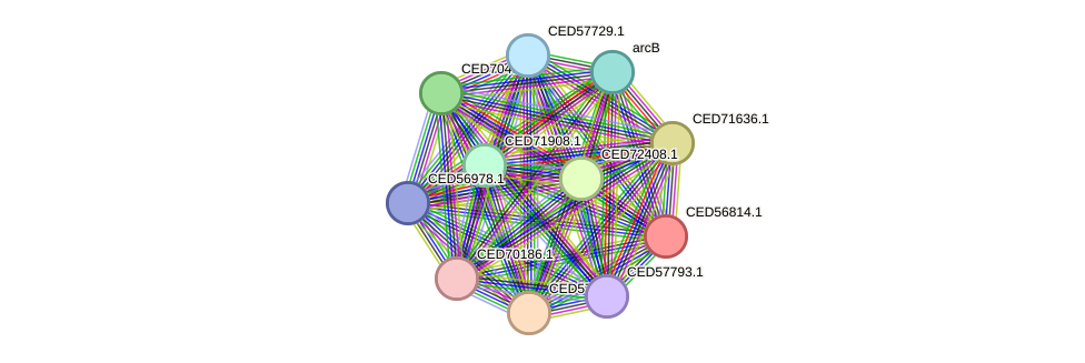 STRING protein interaction network