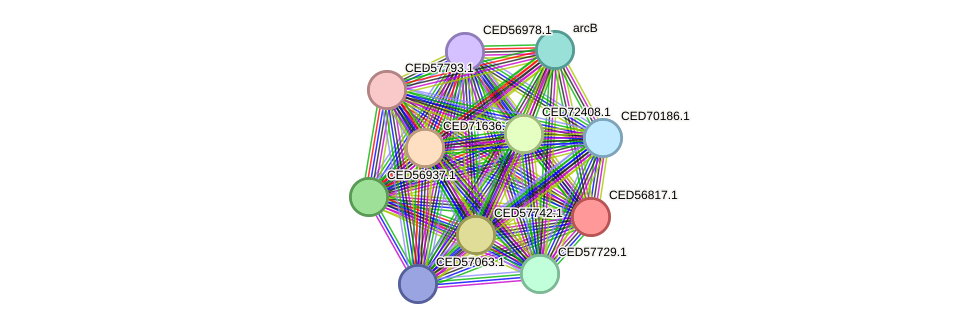 STRING protein interaction network