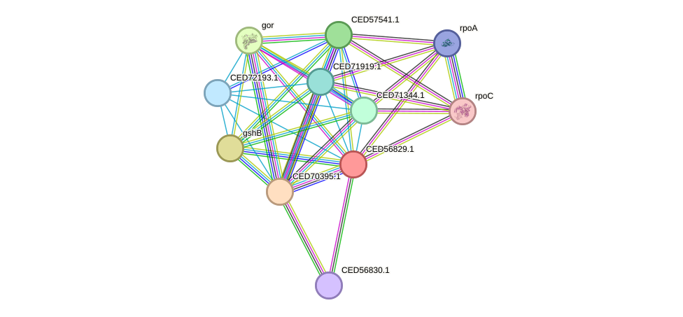 STRING protein interaction network