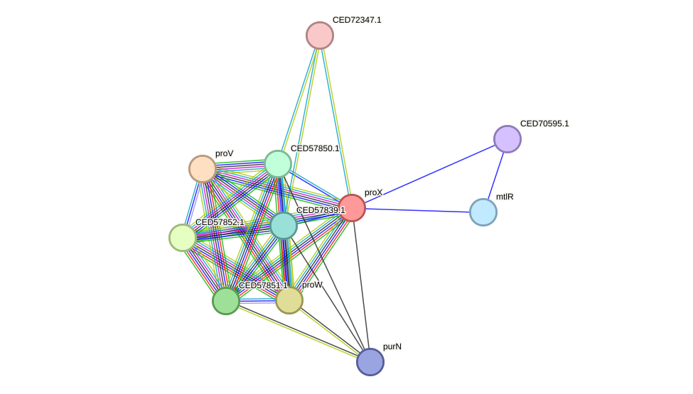 STRING protein interaction network