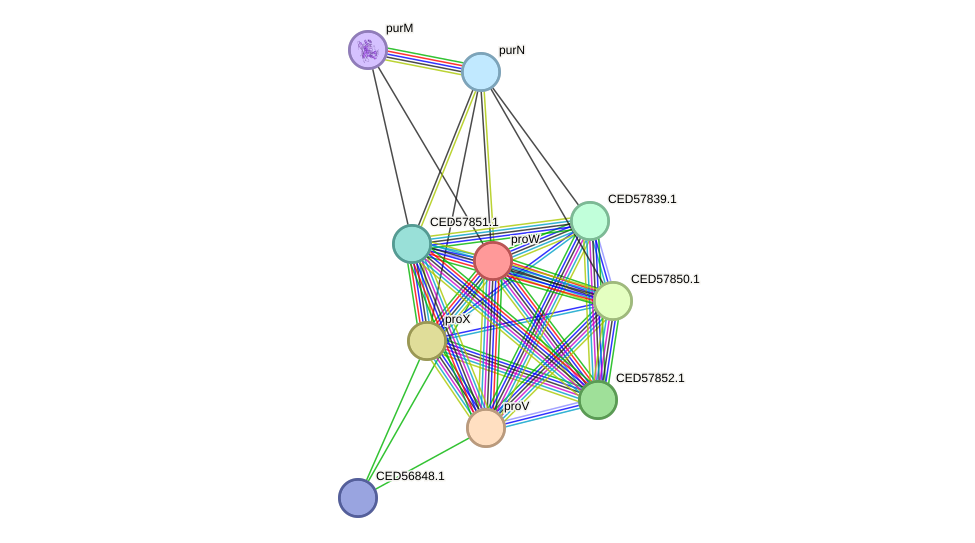STRING protein interaction network
