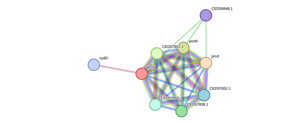 STRING protein interaction network
