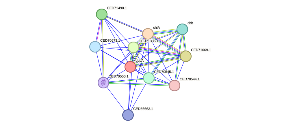 STRING protein interaction network