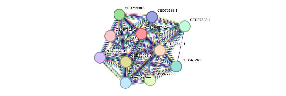 STRING protein interaction network