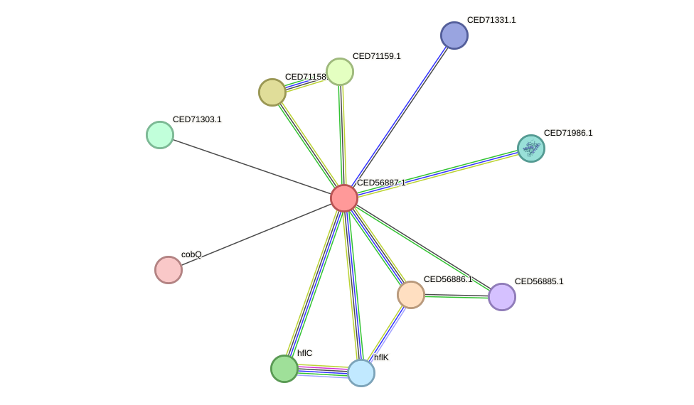 STRING protein interaction network