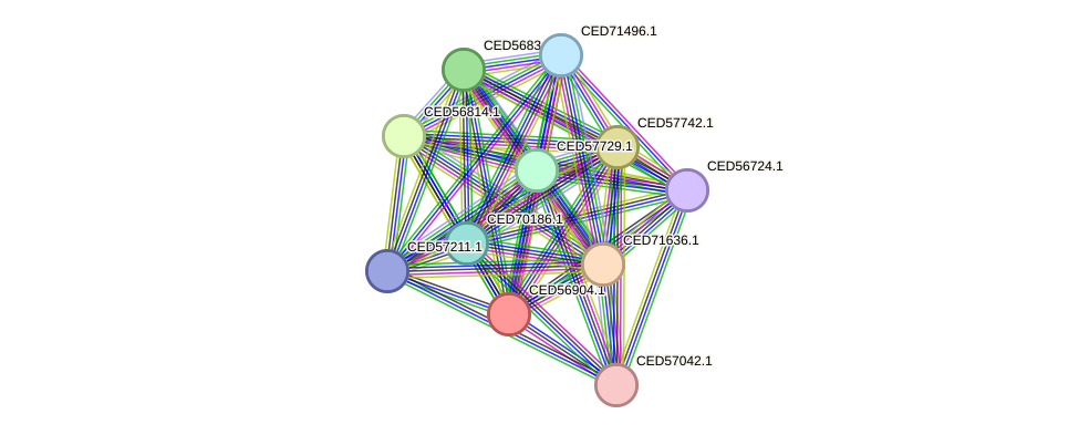 STRING protein interaction network