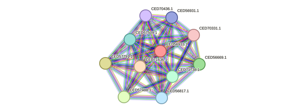 STRING protein interaction network