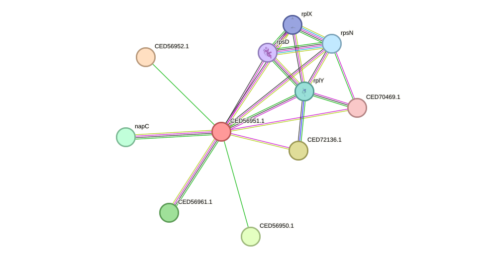 STRING protein interaction network