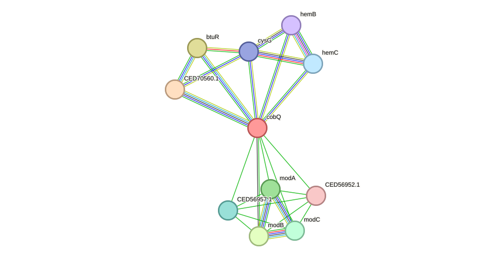 STRING protein interaction network