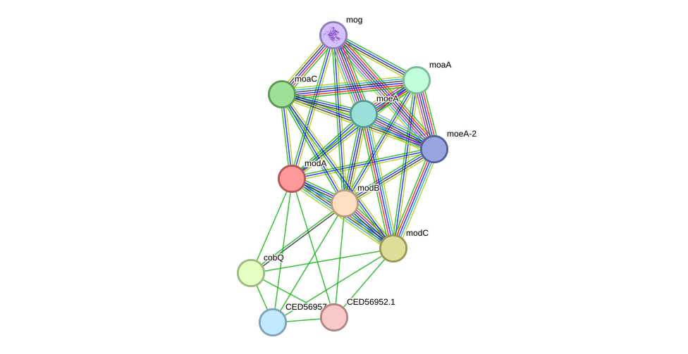 STRING protein interaction network