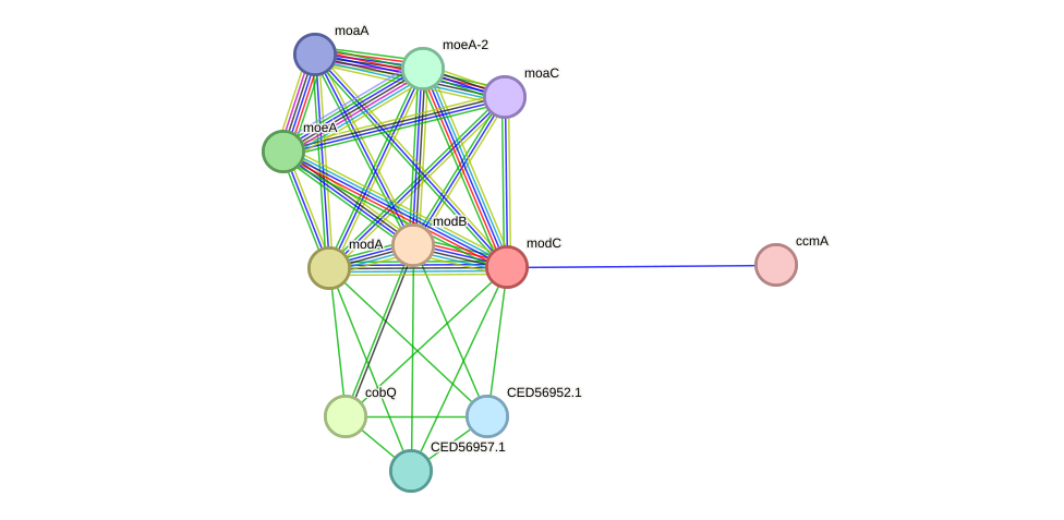 STRING protein interaction network