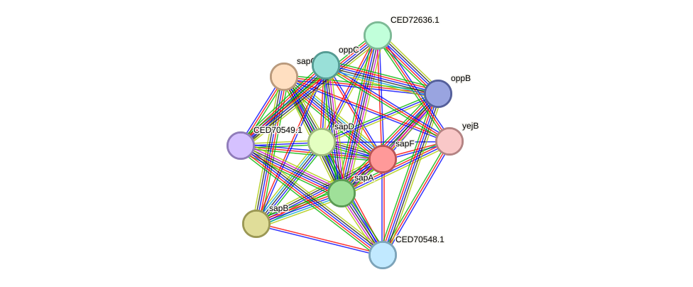 STRING protein interaction network