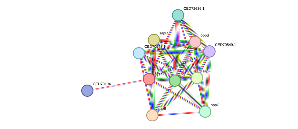 STRING protein interaction network