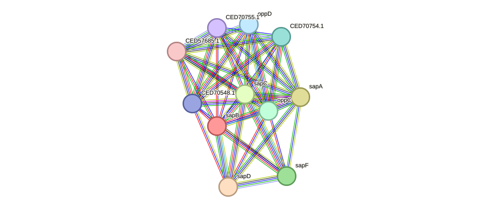 STRING protein interaction network