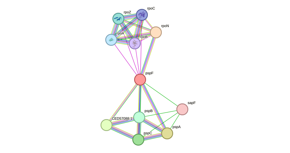 STRING protein interaction network