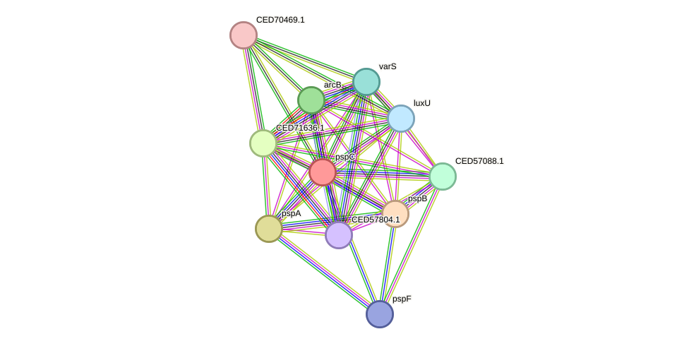 STRING protein interaction network