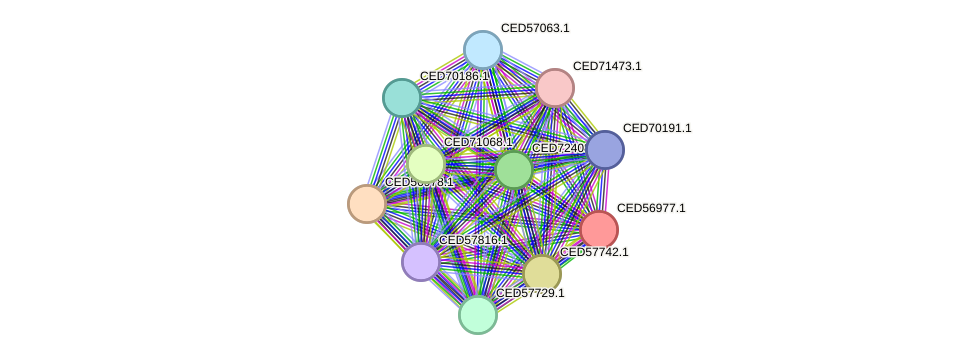 STRING protein interaction network