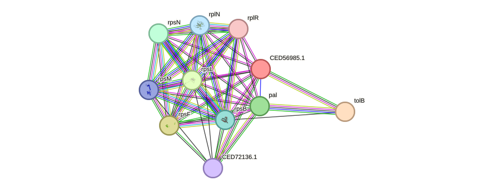 STRING protein interaction network
