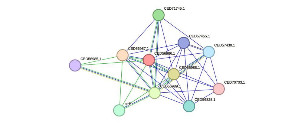 STRING protein interaction network