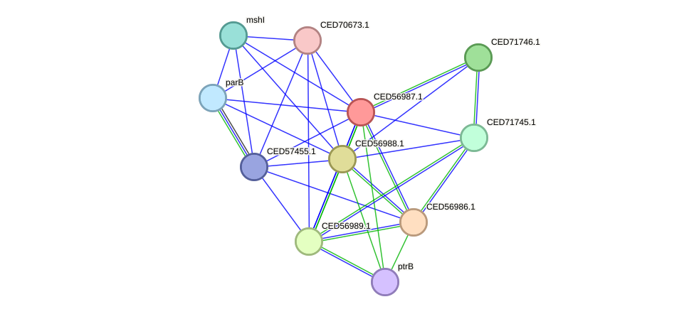 STRING protein interaction network