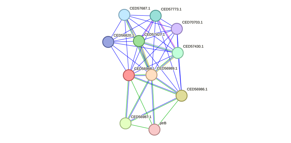 STRING protein interaction network