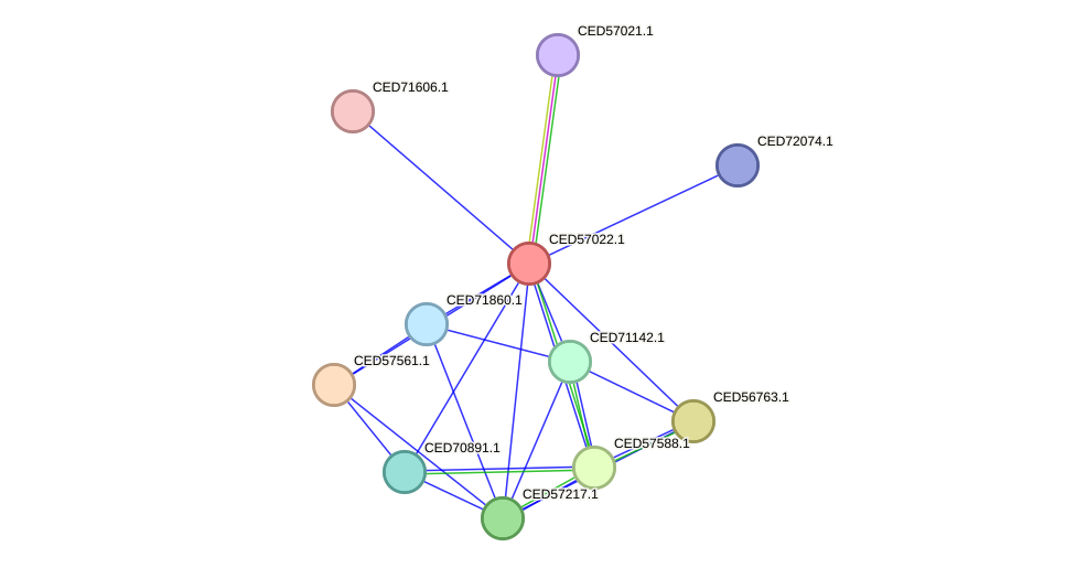 STRING protein interaction network