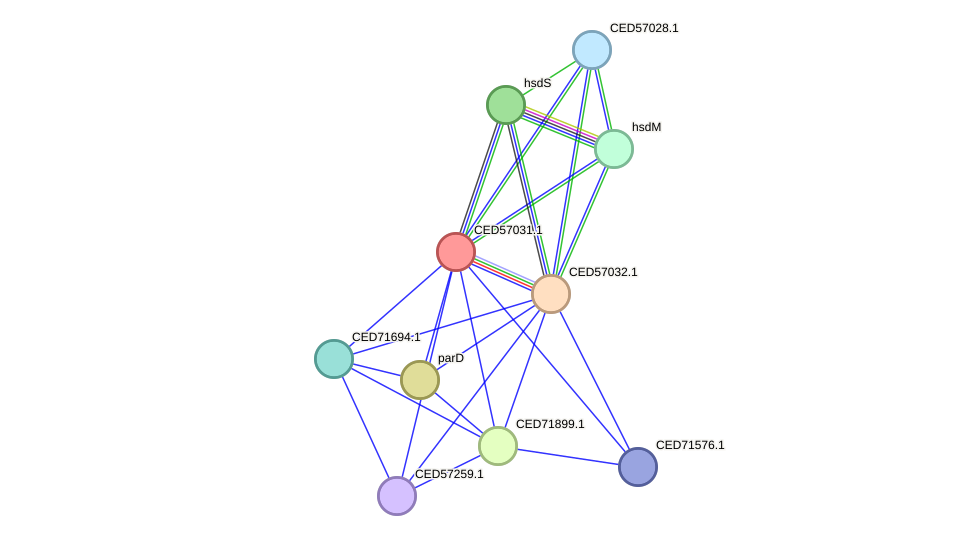 STRING protein interaction network