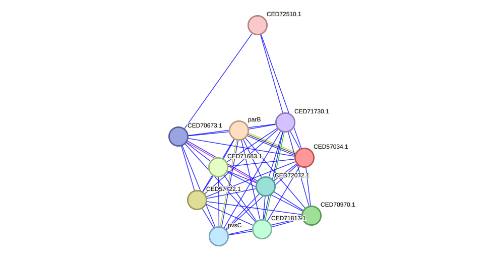STRING protein interaction network