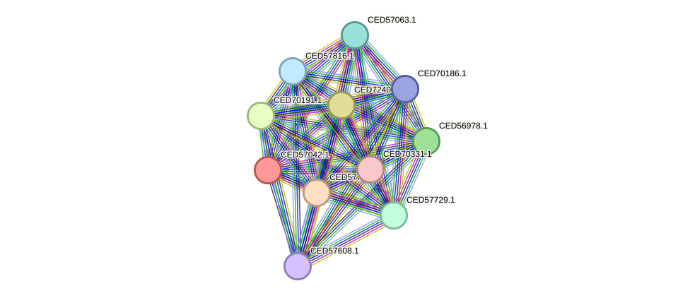 STRING protein interaction network