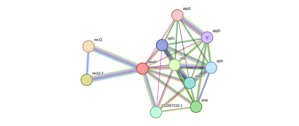 STRING protein interaction network