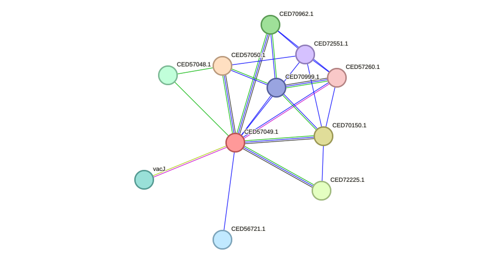 STRING protein interaction network