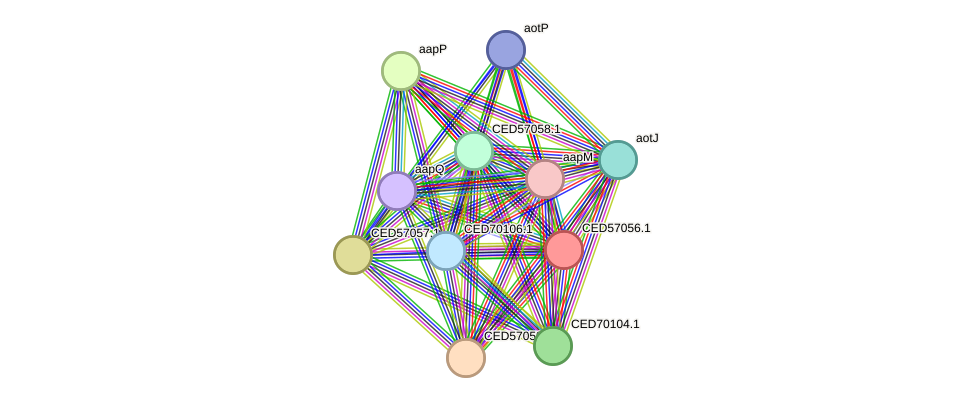 STRING protein interaction network