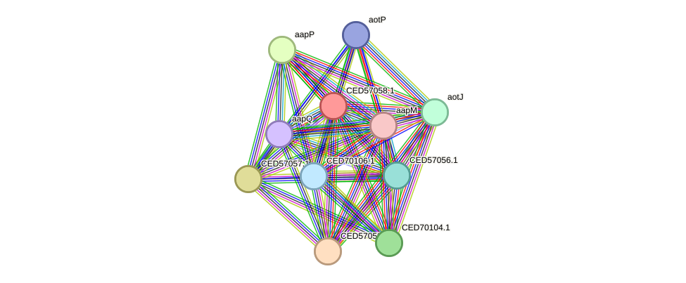 STRING protein interaction network