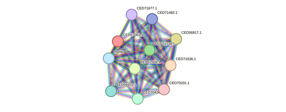 STRING protein interaction network