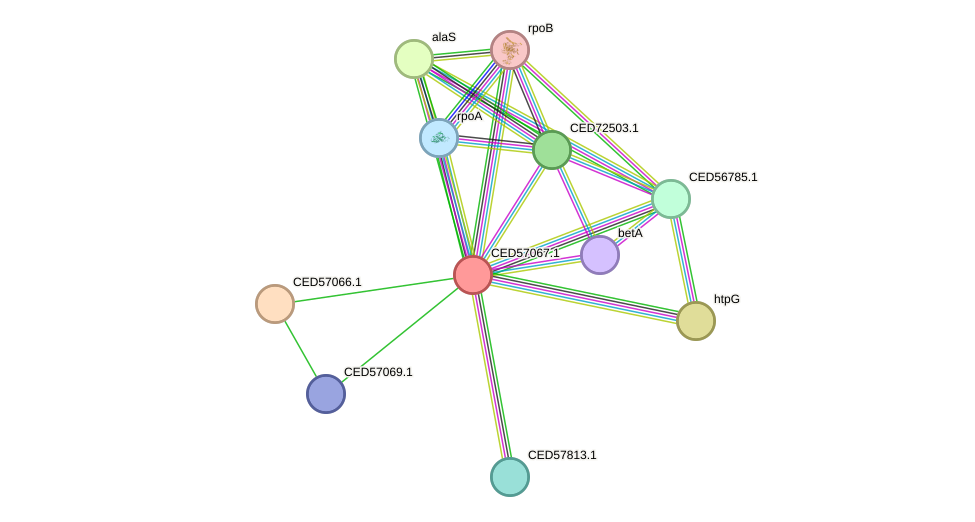 STRING protein interaction network