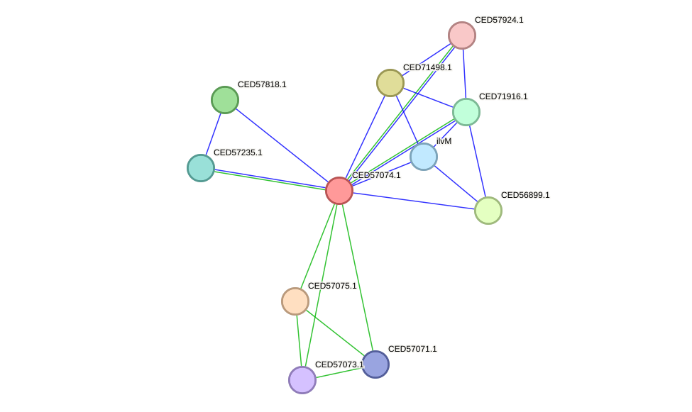 STRING protein interaction network