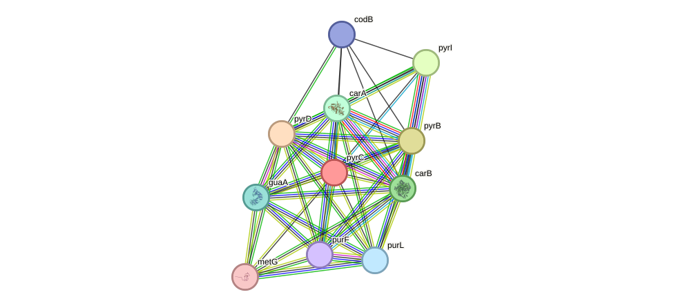 STRING protein interaction network