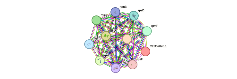 STRING protein interaction network