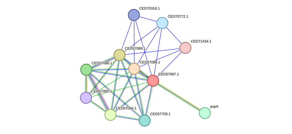 STRING protein interaction network