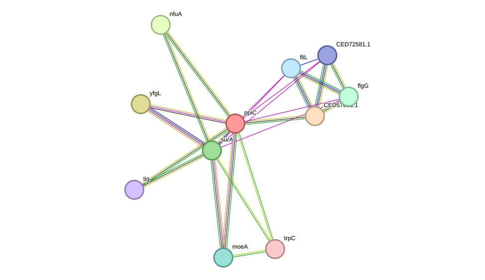 STRING protein interaction network